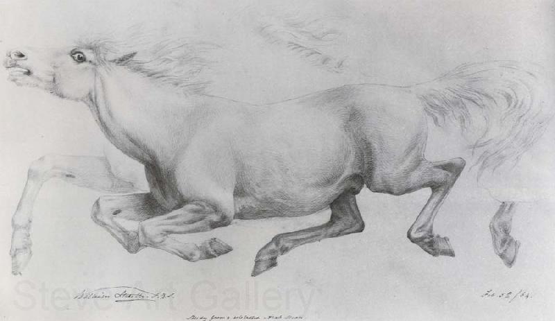 William Strutt Lady Blunt-s Arab mare,Sherifa Norge oil painting art